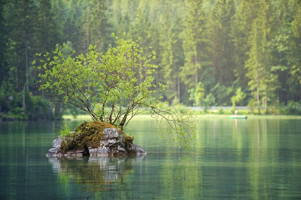 waters-trees
